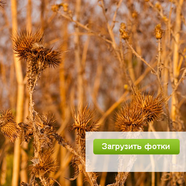 Сайт оживление фотографии