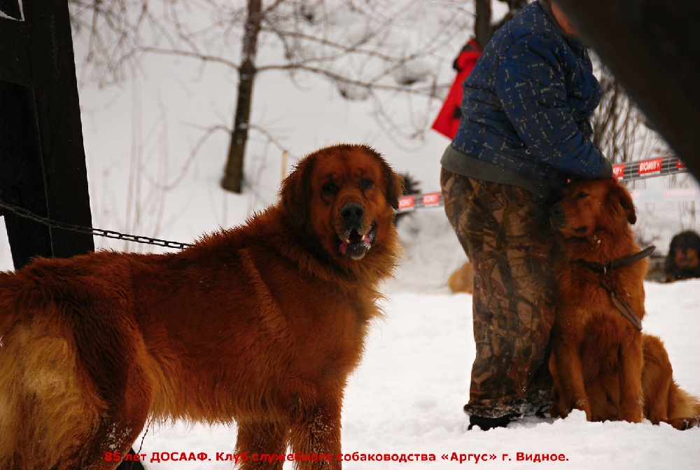 «Без названия»