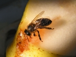Пчела на груше