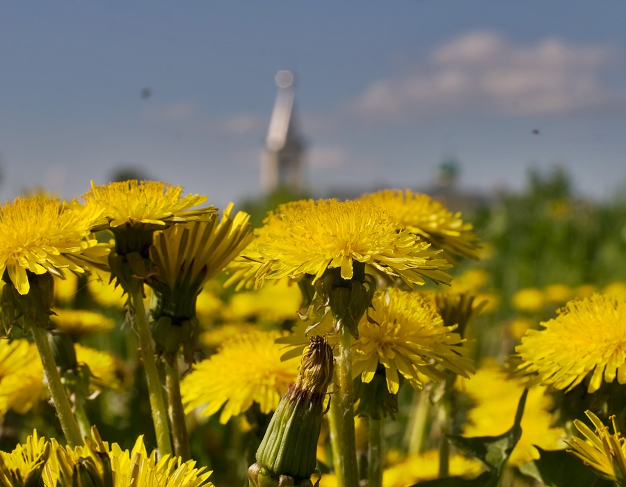 «одуванчики»